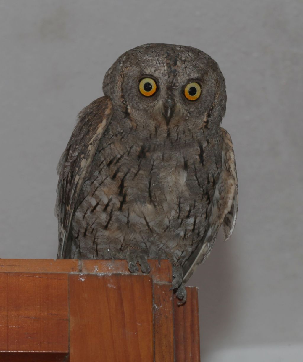 Otus scops (Assiuolo)?